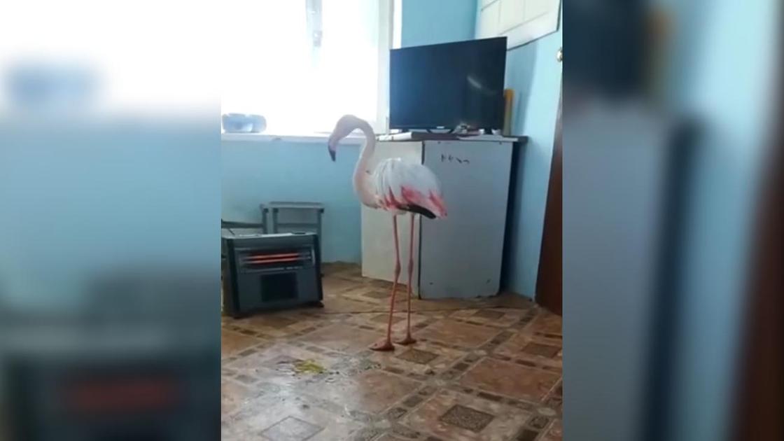 Фламинго стоит в помещении