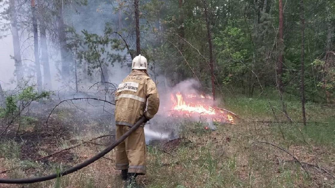 Орман өртін сөндіріп жатқан өрт сөндіруші.