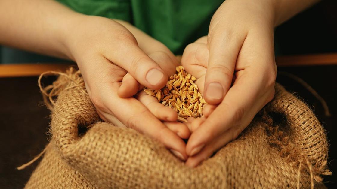 Руки ребенка и взрослого держат горсть зерна над мешком