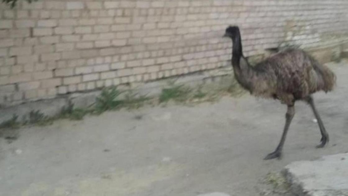 Птичий бизнес: Сколько казахстанцы зарабатывают на страусиной ферме