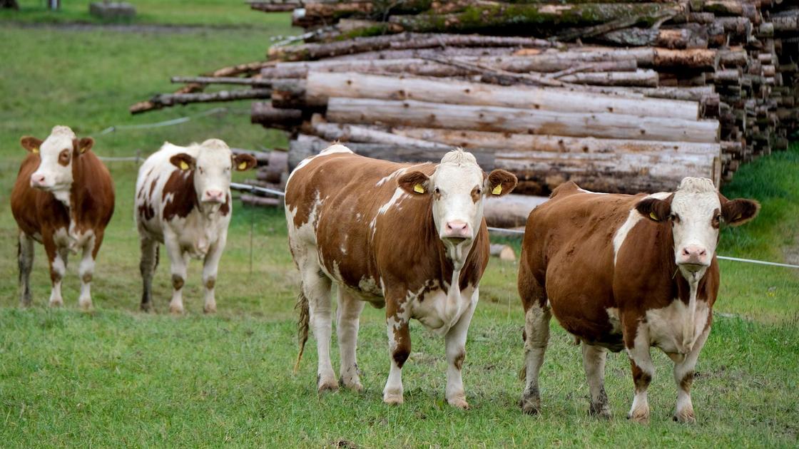 Коровы ходят на фоне поваленных стволов деревьев