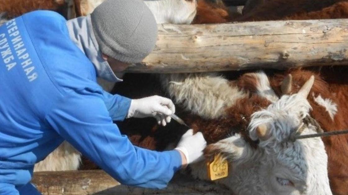 Абай облысында ауыл шаруашылығы жануарларын вакцинациялау аяқталуға жақын