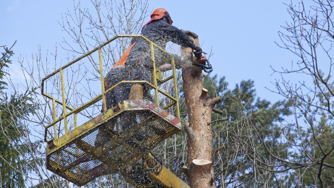 Обрезка ветвей на высоте