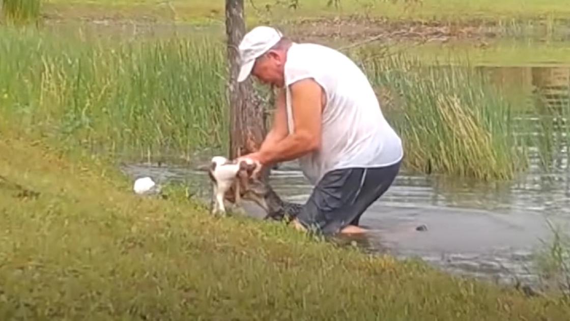 Мужчина спасает щенка от аллигатора