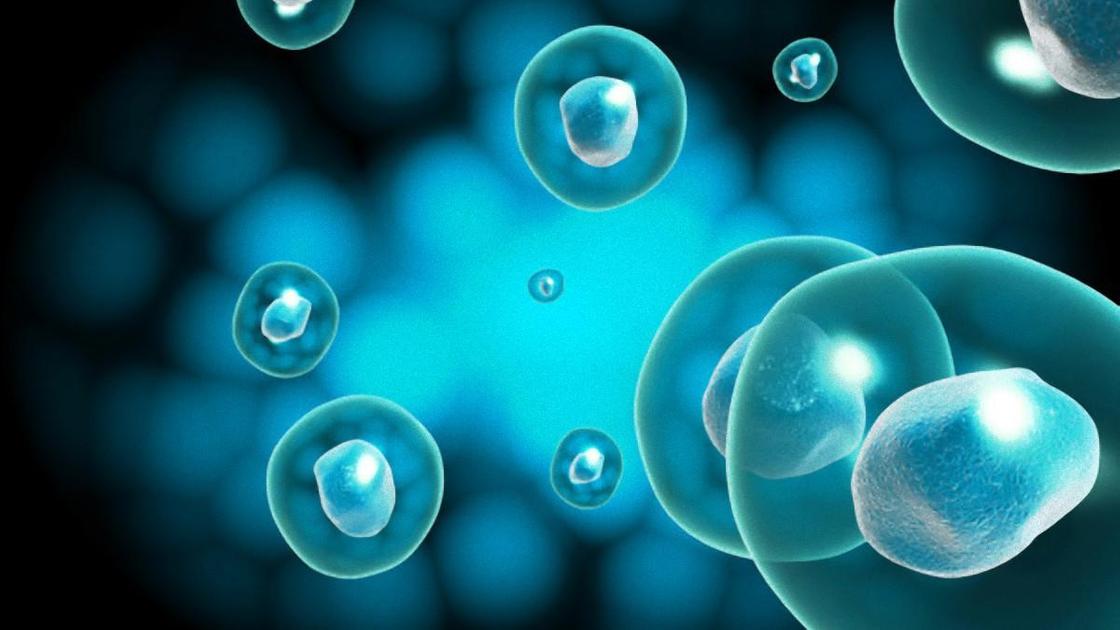 Строение клетки человека, ее свойства и функции в организме человека