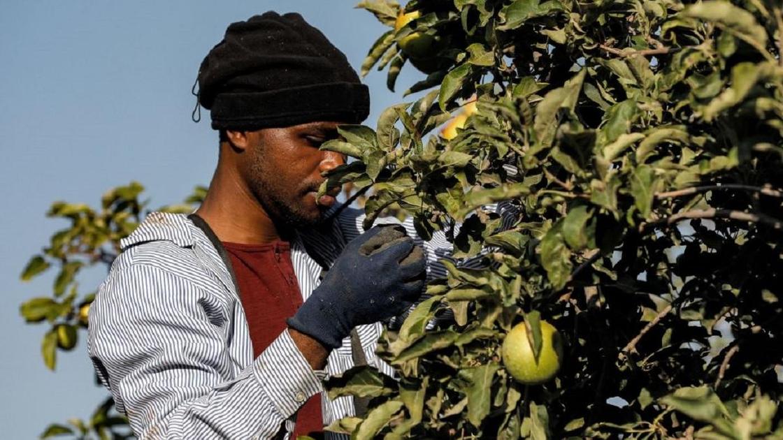 Иностранный рабочий на ферме в Израиле