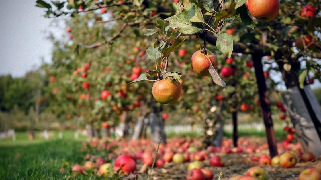 Яблоня — посадка, уход, выращивание и сорта