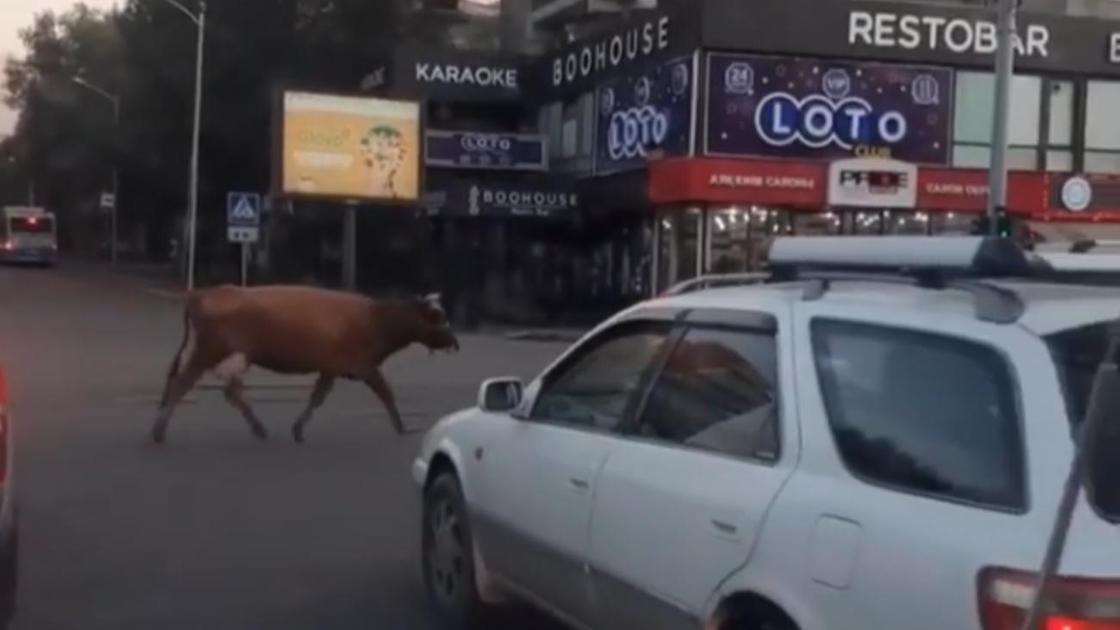Корова бежит по проезжей части города Алматы