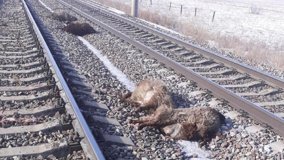 Овец сбили в Алматинской области