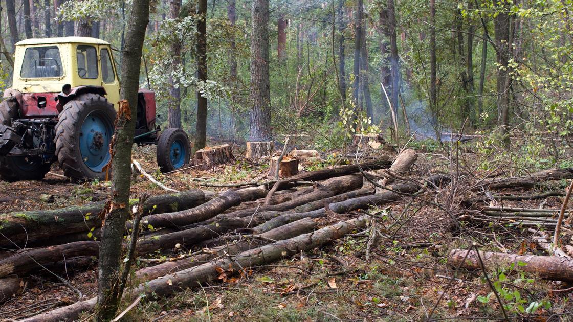 Рубка деревьев в лесу