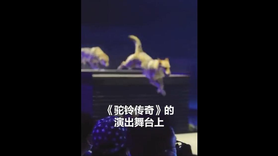 Волки появились на выступлении в Китае