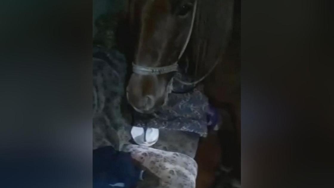 Лошадь в гостиной в Акмолинской области