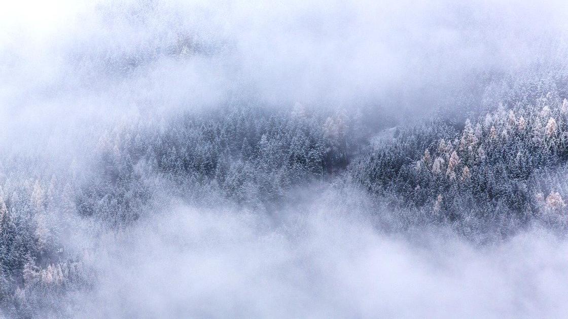 Туман окутывает кроны заснеженных деревьев