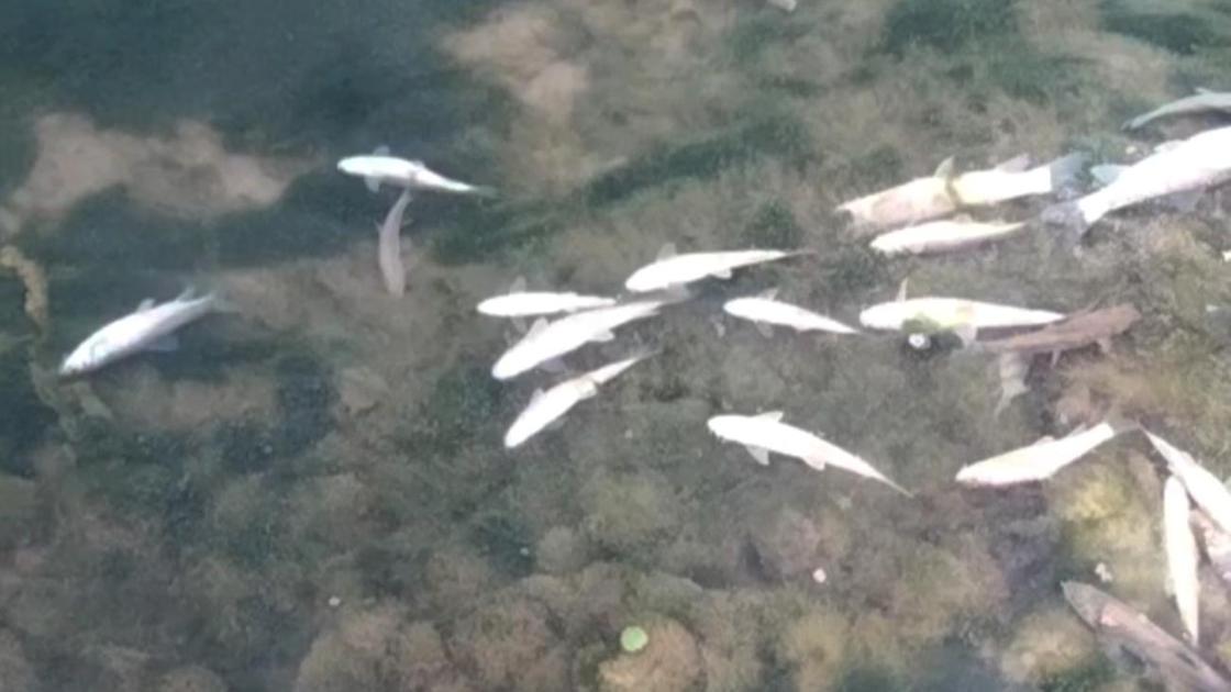Мертвая рыба всплыла на поверхность реки
