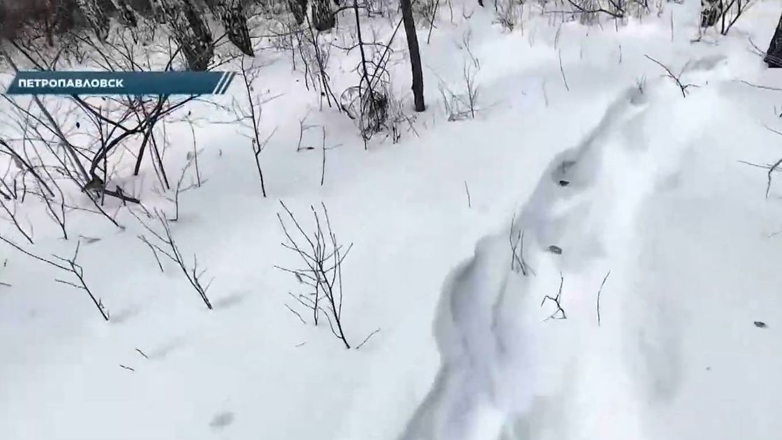 Лес в Петропавловске