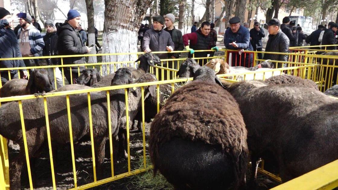 Бараны в загоне на выставке в Туркестанской области
