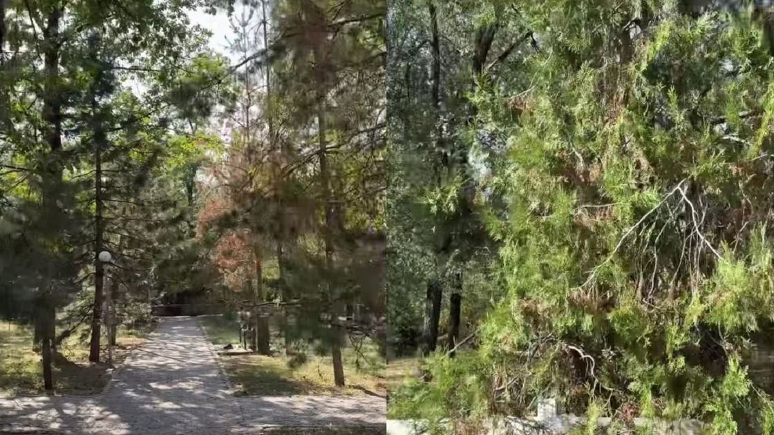 Деревья в парке "Атакент"