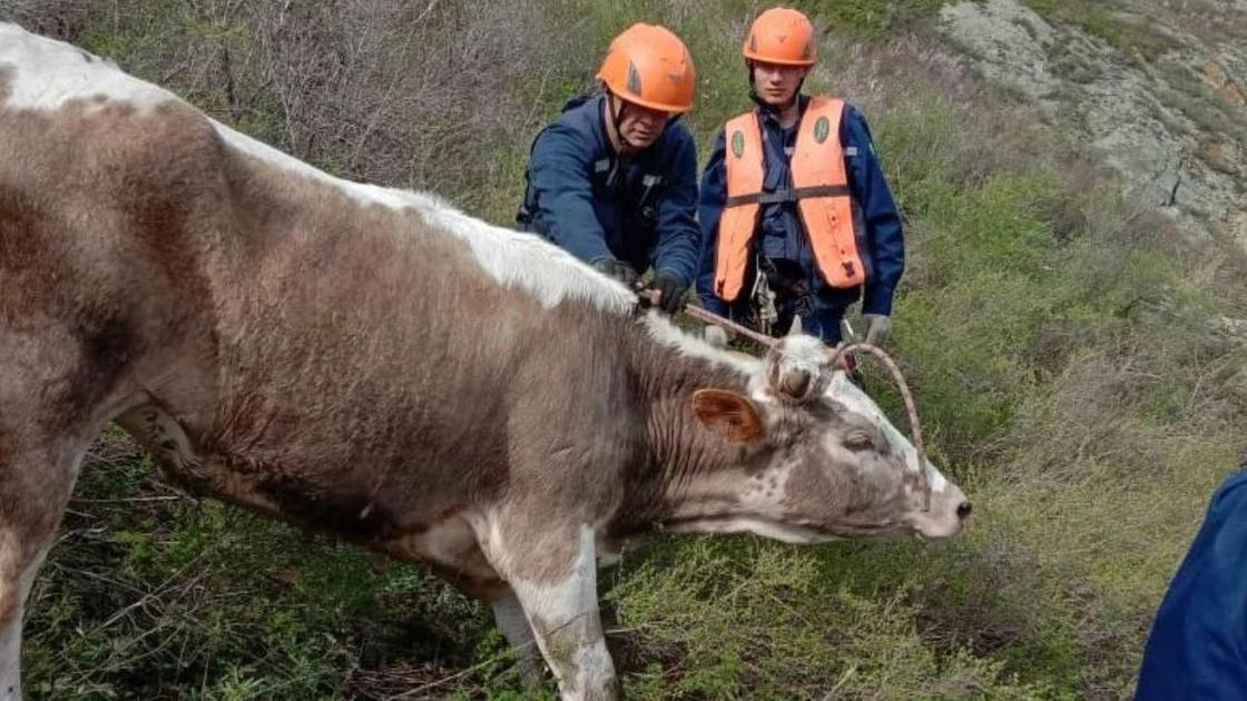Корова, которой помогли спуститься спасатели в ВКО