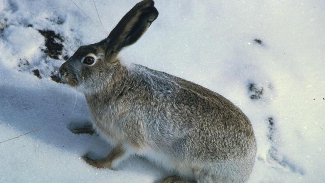 Дикий заяц сидит на снегу