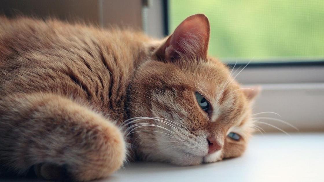 Рыжая кошка лежит на подоконнике