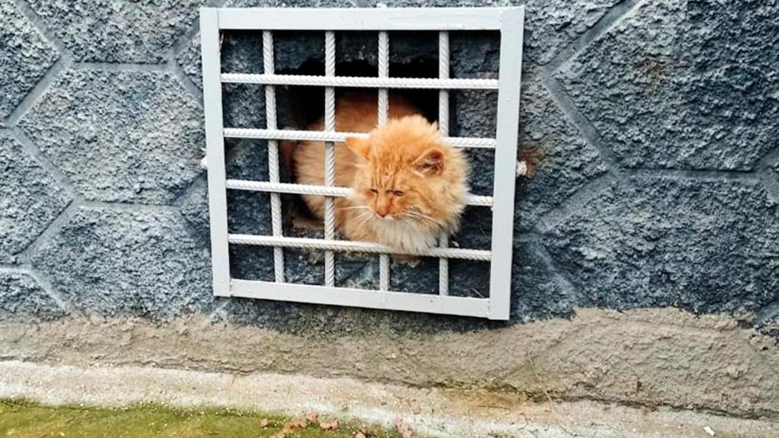 Застрявший кот Застрявший кот