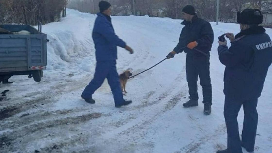 Отлов собак в Алматинской области
