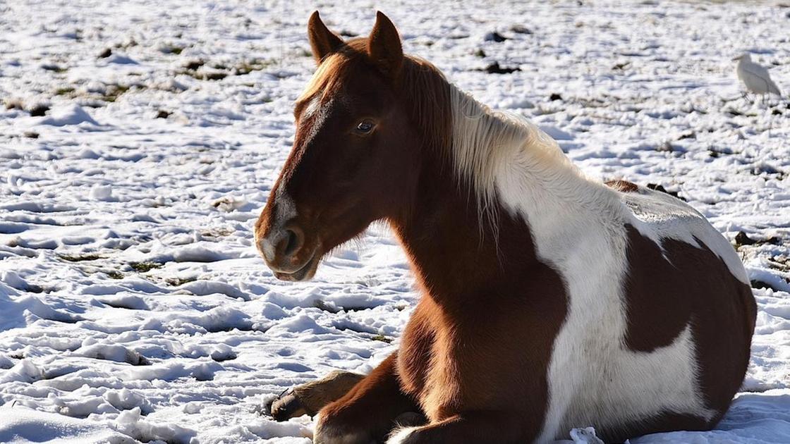 Лошадь сидит на снегу