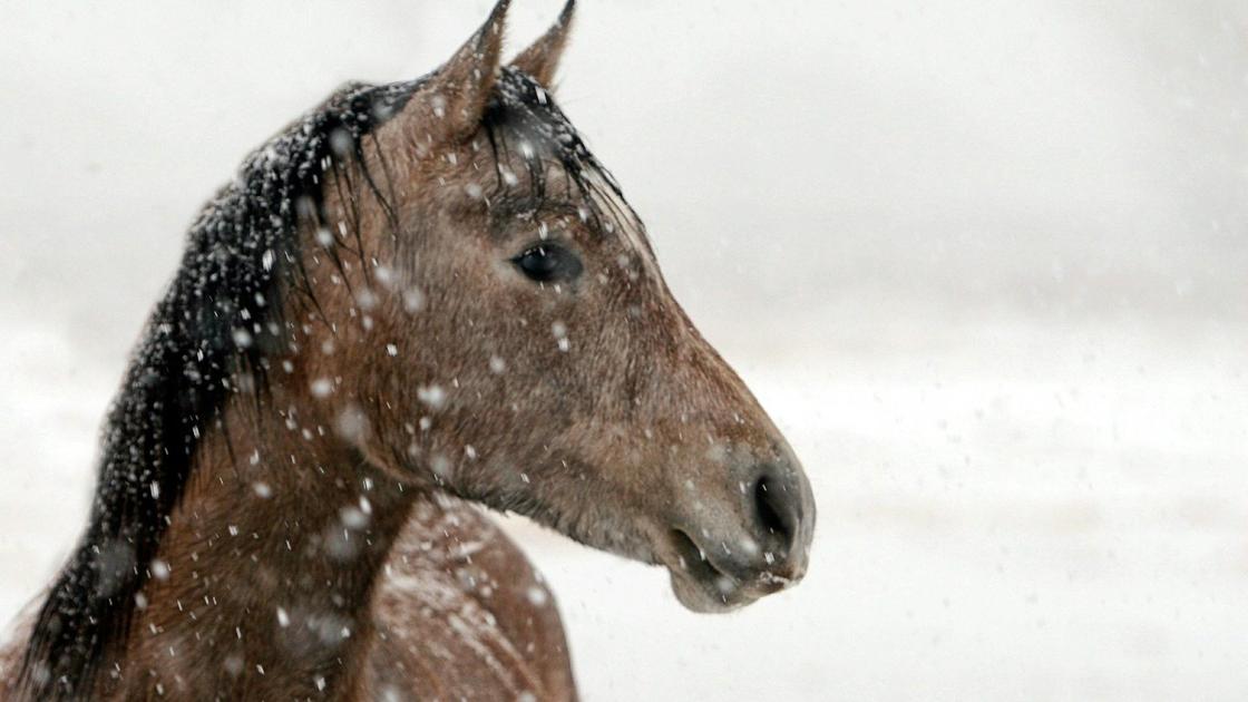 Лошадь стоит, падает снег