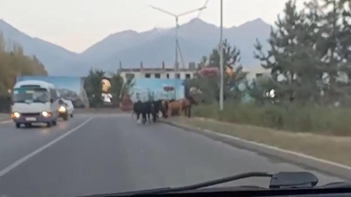 Лошади пасутся на проспекта Аль-Фараби в Алматы