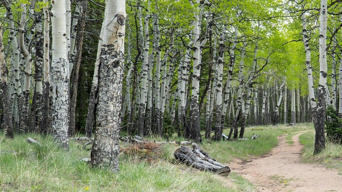 Березовая роща