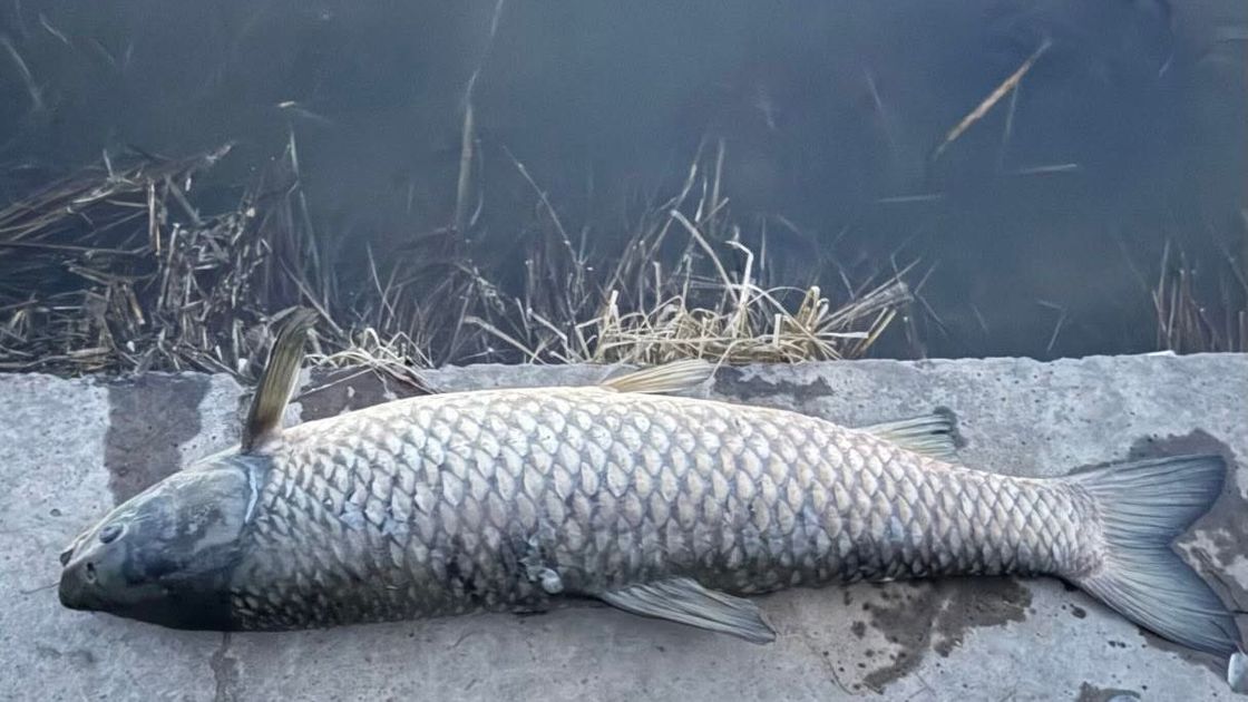 Рыба на набережной Астаны