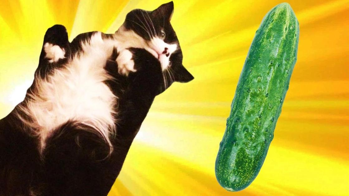 кот в прыжке и огурец кот в прыжке и огурец