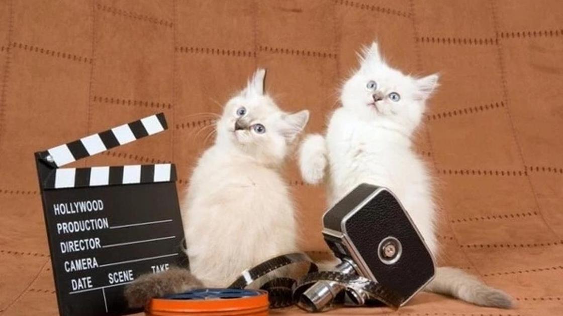 Котята и кинолента Котята и кинолента