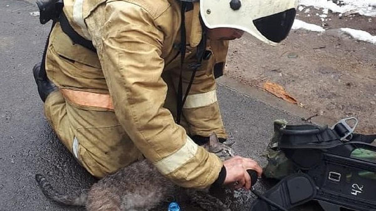 Пострадавшего при пожаре кота откачивали пожарные в Алматы 