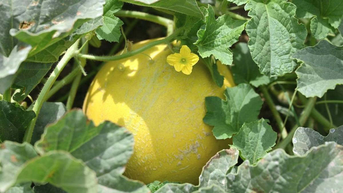 піскен қауын піскен қауын