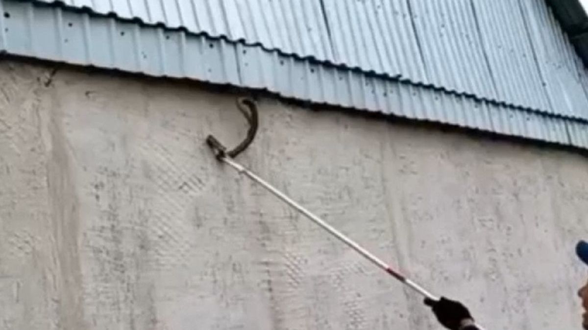 жылан