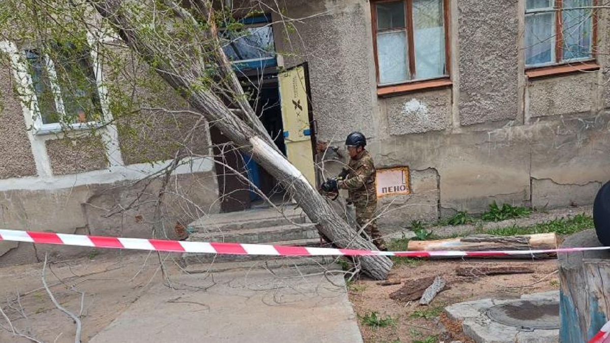 Дерево упало