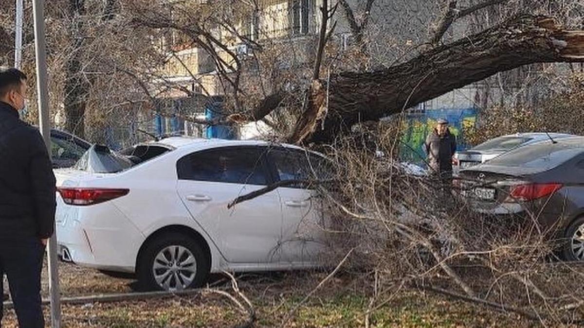 Рухнувшее на авто дерево