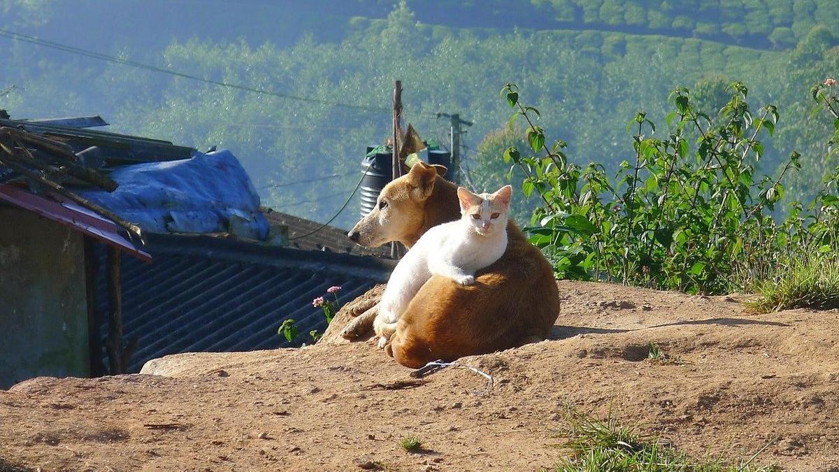 Кошка лежит на собаке