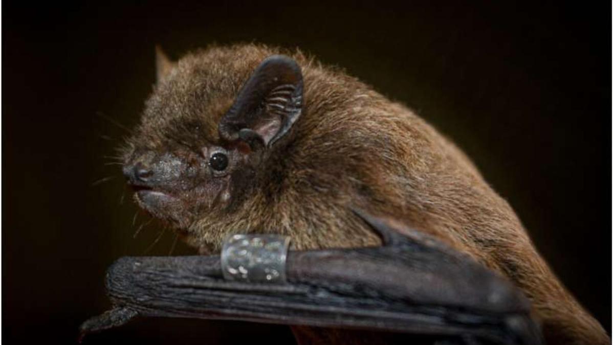 Летучая мышь Pipistrellus nathusii