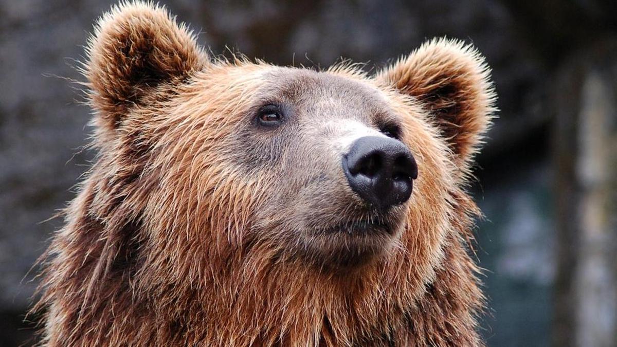 Медведь виды и разновидности фото