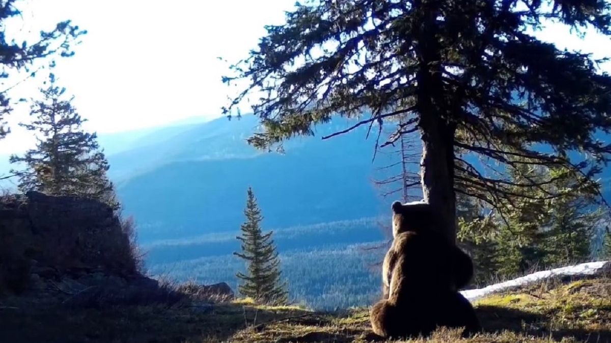 Медведь