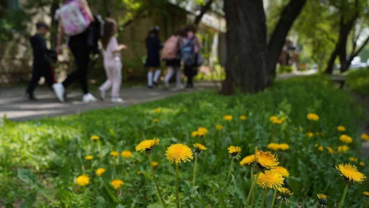 бақ-бақ гүлі