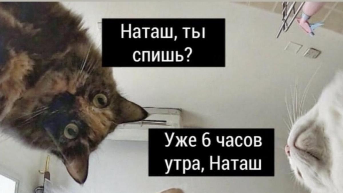 Коты из мема