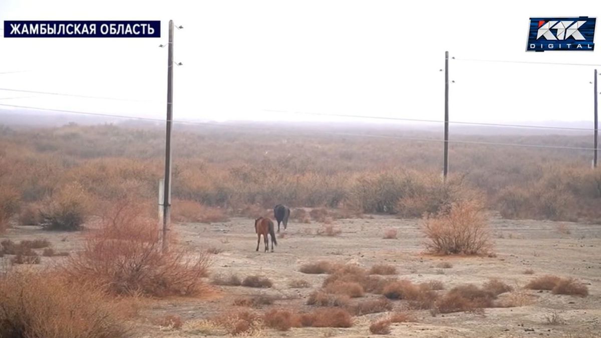 Скот в степи