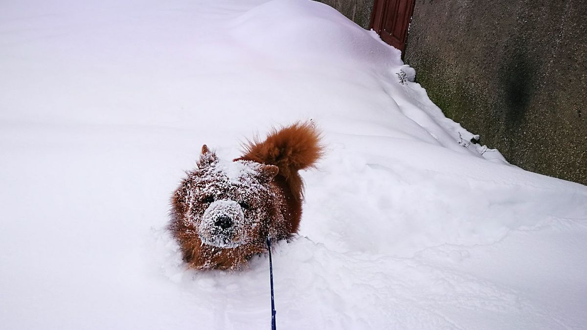 Қарға аунаған ит