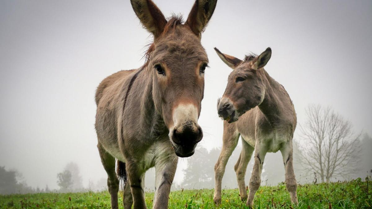 Подруги порно видео Ақшаға арналған ресейлік порно видеолар