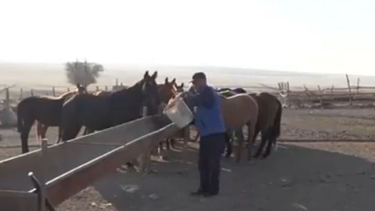 Лошади на ферме