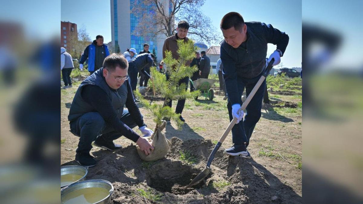 Посадка деревьев