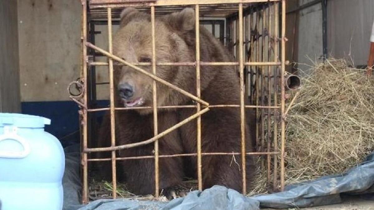 Медведица в Костанайской области